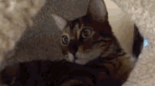 Cat Cats GIF - Cat Cats Shocked GIFs