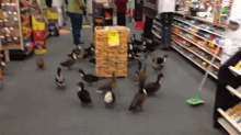 Ducks Invade A Cvs GIF - Duck Supermarket Invasion GIFs