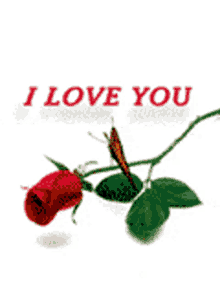 I Love You Red Rose GIF - I Love You Red Rose Rose GIFs