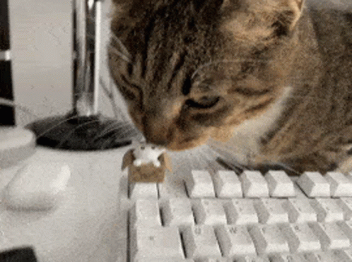 Angry Cat Typing GIF
