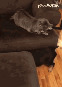 Play Fight The Pet Collective GIF - Play Fight The Pet Collective Dog GIFs