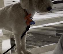 a small white dog wearing an orange bow tie and a blue tag that says ' amanda ' on it