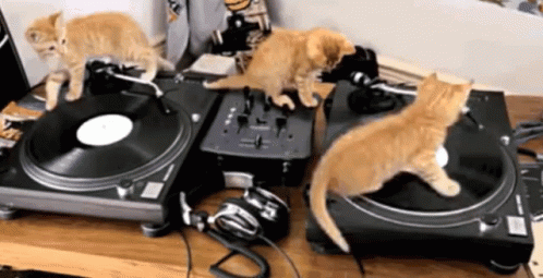 Stream Cat Gif by DJ Cat Gif  Listen online for free on SoundCloud