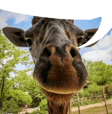 speech giraffe