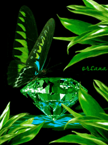Butterfly Green GIF - Butterfly Green Diamond GIFs