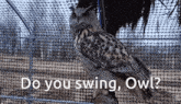 Owl Swing GIF - Owl Swing Swinging Owl GIFs