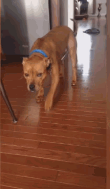 When You Come Home Late Dog GIF