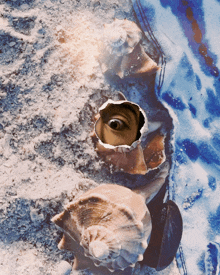 Conch Shells Eye GIF - Conch Shells Eye GIFs