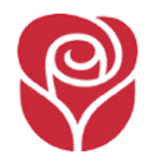 a red rose with a white swirl in the middle