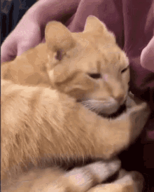 Cat Kiss GIF - Cat Kiss Pet GIFs