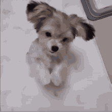 귀여운 쵸단 GIF - 귀여운 쵸단 강아지 GIFs