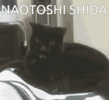 Cat Naotoshi Shida GIF - Cat Naotoshi Shida Epic GIFs