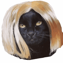blonde gato loira wink piscada