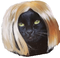 Blonde Gato Sticker - Blonde Gato Loira Stickers