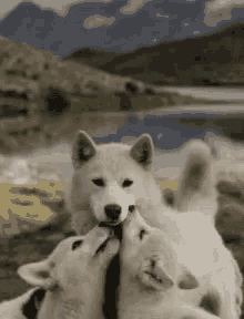 Wolves Pups GIF - Wolves Pups Family GIFs
