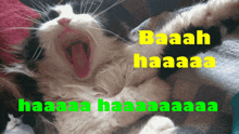 a black and white cat yawning with the words baaah haaaa haaaa haaaa