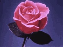 No Estes Triste Mija Rose GIF - No Estes Triste Mija Rose Flower GIFs