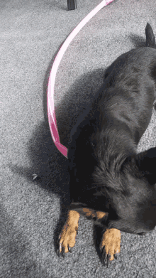 Dog Sniff GIF - Dog Sniff Chill GIFs