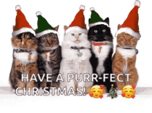 Merry Christmas Funny GIF - Merry Christmas Funny Cat GIFs