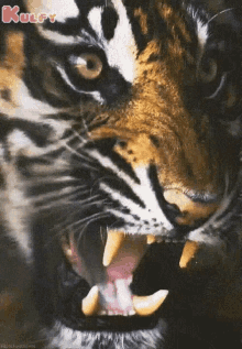 Angry Tiger GIF - Angry Tiger Animals GIFs