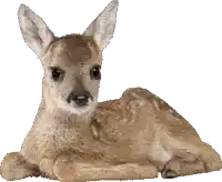 a baby deer is laying down and looking at the camera on a white background