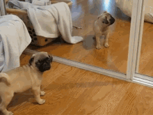 Watch Me Scare This Guy GIF - Pug Puppy Mirror GIFs