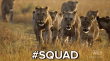 #squad GIF - Nat Geo Lion Squad GIFs