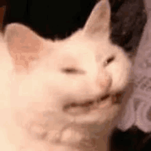 Clinomi Sad Cat Dance GIF - Clinomi Sad Cat Dance - Discover & Share GIFs