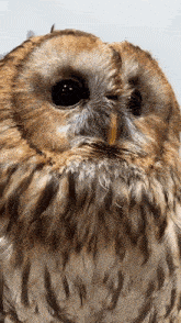 a close up of a brown and white owl with a yellow beak