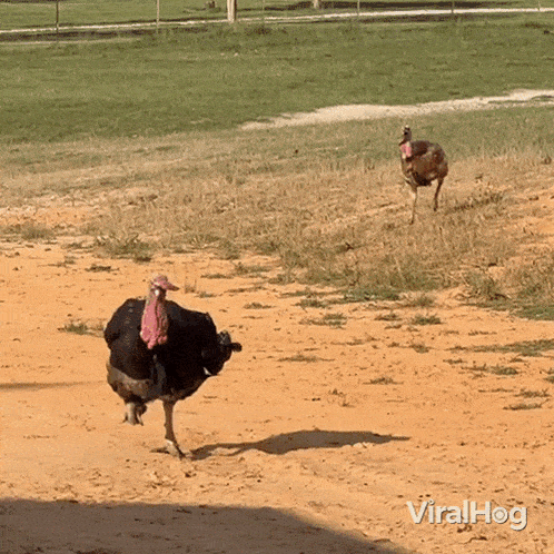 cute turkeys running