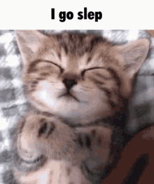 Cat Slep GIF - Cat Slep Cat Slep GIFs