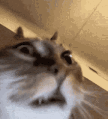 Crazy Cat Insane Cat GIF - Crazy Cat Insane Cat Help My Cat Is Insane GIFs