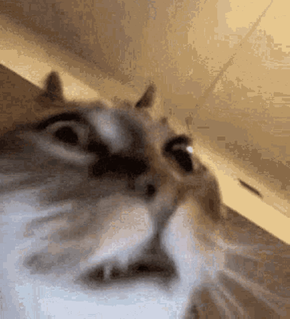 Cat Crazy GIFs