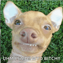 a picture of a dog with the words uhm i said wyd bitch