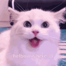 Helbow Cat GIF - Helbow Cat GIFs