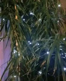 Holiday Ficus GIF