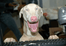 a dog with a pink nose is sitting in front of a computer keyboard