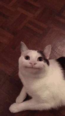 cat meme face | funny cat | Poster