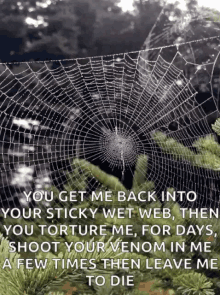 Spider Web GIF - Spider Web Nature GIFs