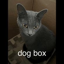 Dog Box I Kove My Cat GIF - Dog Box I Kove My Cat Beautiful Angel GIFs