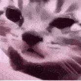 a close up of a cat 's face with a sad face on the bottom .