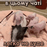 a group of pigs laying on a blanket with a caption that says " в цьому чатi "