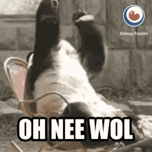 Oh Nee Wol Panda GIF - Oh Nee Wol Panda Fryslan GIFs