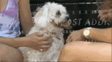 Dog Pet Dog GIF - Dog Pet Dog Scratching GIFs