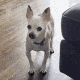 a small white chihuahua dog standing on a wooden floor