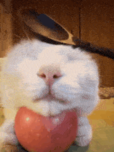 Spoon Cat Spoon GIF - Spoon Cat Spoon Spoon Cat GIFs