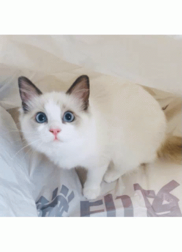 Cute Cats Ragdoll GIF - Cute Cats Ragdoll Ragdoll Cat - Discover ...
