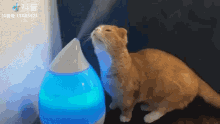 Cat Moist GIF - Cat Moist Smelly GIFs