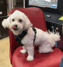 Lets Go Happy Dog GIF - Lets Go Happy Dog Waggy GIFs