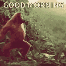 Apes GIF - Apes GIFs